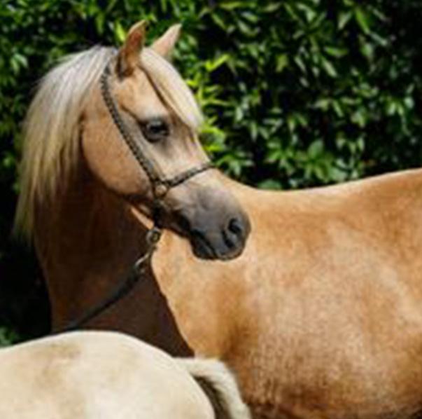 Zilver