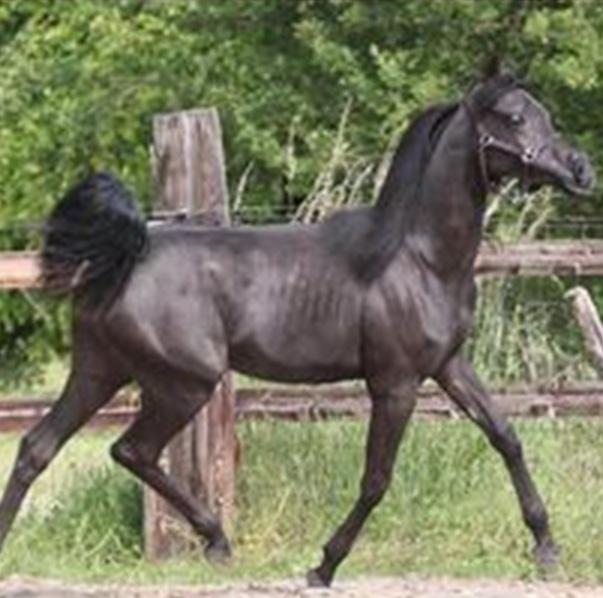 Avalon Swahly