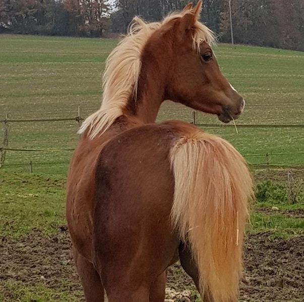 Miss Magic N'Dya (future poulinière)