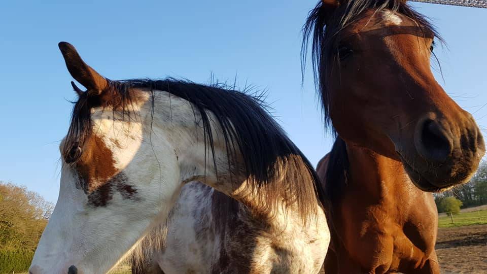 élevage chevaux Auxerre